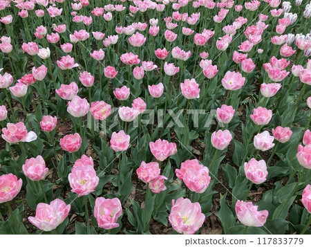 Tulips in full bloom at Azumino Park Tulips in full bloom at Azumino Park 117833779
