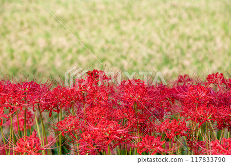 在農田上開花的群集孤挺花 117833790