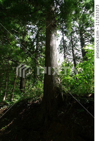 Deep in the forest Deep in the forest 117833873