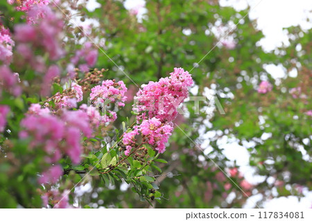 粉紅色的紫薇花和果實 粉紅色的紫薇花和果實 117834081