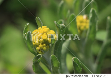 Hako Kussha之花 Hako Kussha之花 117834082