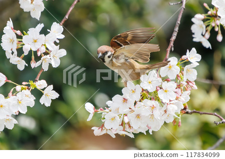 可愛的麻雀(雀形目家族)在美麗的吉野櫻花樹之間飛翔並偷蜜橫濱市鶴見區彌古一丁目公園 可愛的麻雀(雀形目家族)在美麗的吉野櫻花樹之間飛翔並偷蜜橫濱市鶴見區彌古一丁目公園 117834099