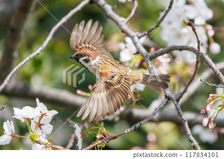 A cute sparrow (Passeridae) flies around and steals nectar between beautiful Somei-Yoshino cherry trees. Yako 1-chome Park, Tsurumi Ward, Yokohama City 117834101