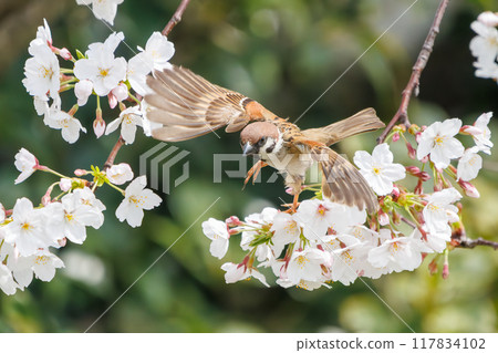 A cute sparrow (Passeridae) flies around and steals nectar between beautiful Somei-Yoshino cherry trees. Yako 1-chome Park, Tsurumi Ward, Yokohama City 117834102