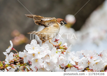 A cute sparrow (Passeridae) flies around and steals nectar between beautiful Somei-Yoshino cherry trees. Yako 1-chome Park, Tsurumi Ward, Yokohama City 117834108