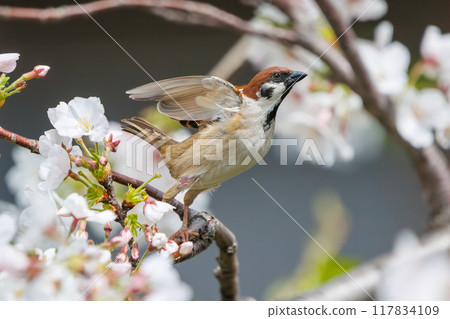 A cute sparrow (Passeridae) flies around and steals nectar between beautiful Somei-Yoshino cherry trees. Yako 1-chome Park, Tsurumi Ward, Yokohama City 117834109