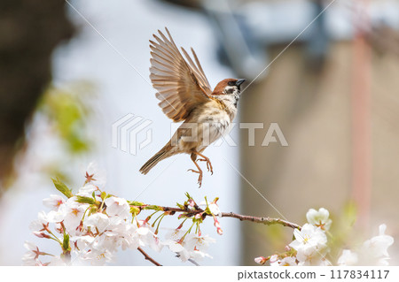 A cute sparrow (Passeridae) flies around and steals nectar between beautiful Somei-Yoshino cherry trees. Yako 1-chome Park, Tsurumi Ward, Yokohama City A cute sparrow (Passeridae) flies around and steals nectar between beautiful Somei-Yoshino cherry trees. Yako 1-chome Park, Tsurumi Ward, Yokohama City 117834117