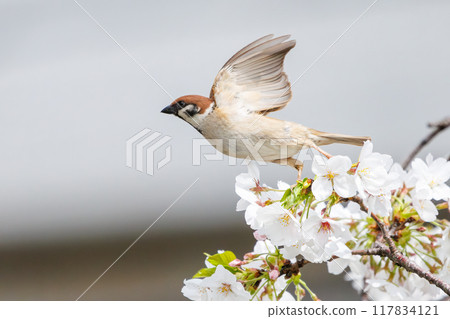 A cute sparrow (Passeridae) flies around and steals nectar between beautiful Somei-Yoshino cherry trees. Yako 1-chome Park, Tsurumi Ward, Yokohama City 117834121