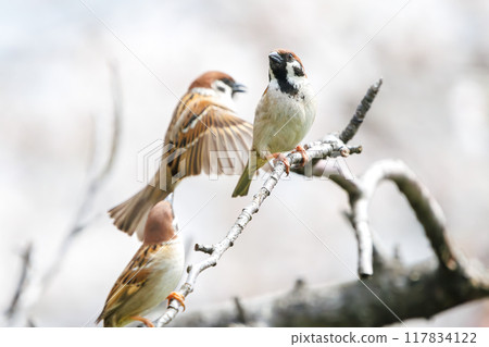 A cute sparrow (Passeridae) flies around and steals nectar between beautiful Somei-Yoshino cherry trees. Yako 1-chome Park, Tsurumi Ward, Yokohama City A cute sparrow (Passeridae) flies around and steals nectar between beautiful Somei-Yoshino cherry trees. Yako 1-chome Park, Tsurumi Ward, Yokohama City 117834122