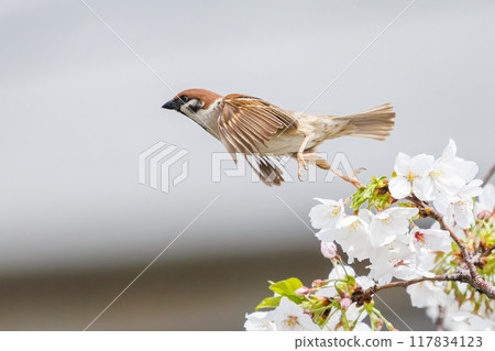 A cute sparrow (Passeridae) flies around and steals nectar between beautiful Somei-Yoshino cherry trees. Yako 1-chome Park, Tsurumi Ward, Yokohama City 117834123