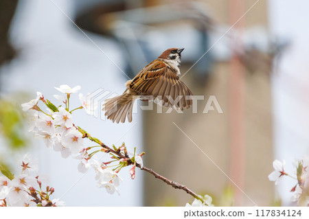 A cute sparrow (Passeridae) flies around and steals nectar between beautiful Somei-Yoshino cherry trees. Yako 1-chome Park, Tsurumi Ward, Yokohama City 117834124