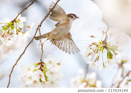 A cute sparrow (Passeridae) flies around and steals nectar between beautiful Somei-Yoshino cherry trees. Yako 1-chome Park, Tsurumi Ward, Yokohama City 117834149