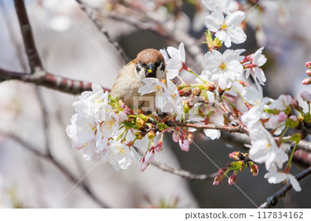 A cute sparrow (Passeridae) flies around and steals nectar between beautiful Somei-Yoshino cherry trees. Yako 1-chome Park, Tsurumi Ward, Yokohama City A cute sparrow (Passeridae) flies around and steals nectar between beautiful Somei-Yoshino cherry trees. Yako 1-chome Park, Tsurumi Ward, Yokohama City 117834162
