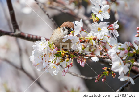A cute sparrow (Passeridae) flies around and steals nectar between beautiful Somei-Yoshino cherry trees. Yako 1-chome Park, Tsurumi Ward, Yokohama City 117834165