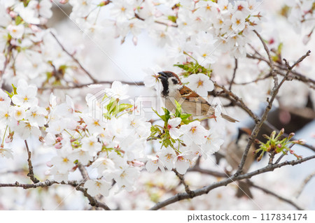 A cute sparrow (Passeridae) flies around and steals nectar between beautiful Somei-Yoshino cherry trees. Yako 1-chome Park, Tsurumi Ward, Yokohama City 117834174