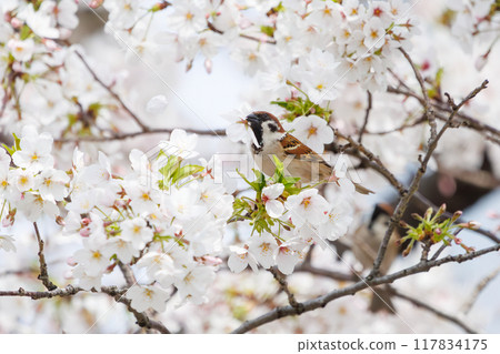 A cute sparrow (Passeridae) flies around and steals nectar between beautiful Somei-Yoshino cherry trees. Yako 1-chome Park, Tsurumi Ward, Yokohama City A cute sparrow (Passeridae) flies around and steals nectar between beautiful Somei-Yoshino cherry trees. Yako 1-chome Park, Tsurumi Ward, Yokohama City 117834175