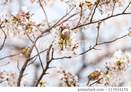 A cute sparrow (Passeridae) flies around and steals nectar between beautiful Somei-Yoshino cherry trees. Yako 1-chome Park, Tsurumi Ward, Yokohama City 117834178