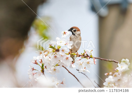 A cute sparrow (Passeridae) flies around and steals nectar between beautiful Somei-Yoshino cherry trees. Yako 1-chome Park, Tsurumi Ward, Yokohama City 117834186