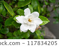 White gardenia flower 117834205