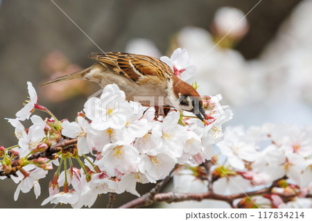 A cute sparrow (Passeridae) flies around and steals nectar between beautiful Somei-Yoshino cherry trees. Yako 1-chome Park, Tsurumi Ward, Yokohama City A cute sparrow (Passeridae) flies around and steals nectar between beautiful Somei-Yoshino cherry trees. Yako 1-chome Park, Tsurumi Ward, Yokohama City 117834214