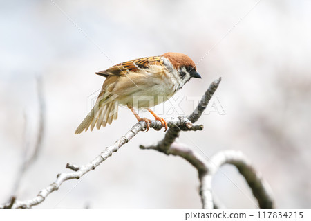 A cute sparrow (Passeridae) flies around and steals nectar between beautiful Somei-Yoshino cherry trees. Yako 1-chome Park, Tsurumi Ward, Yokohama City A cute sparrow (Passeridae) flies around and steals nectar between beautiful Somei-Yoshino cherry trees. Yako 1-chome Park, Tsurumi Ward, Yokohama City 117834215