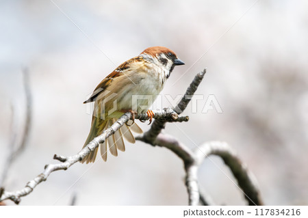 A cute sparrow (Passeridae) flies around and steals nectar between beautiful Somei-Yoshino cherry trees. Yako 1-chome Park, Tsurumi Ward, Yokohama City A cute sparrow (Passeridae) flies around and steals nectar between beautiful Somei-Yoshino cherry trees. Yako 1-chome Park, Tsurumi Ward, Yokohama City 117834216