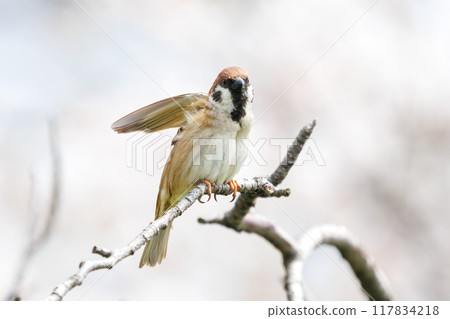 A cute sparrow (Passeridae) flies around and steals nectar between beautiful Somei-Yoshino cherry trees. Yako 1-chome Park, Tsurumi Ward, Yokohama City A cute sparrow (Passeridae) flies around and steals nectar between beautiful Somei-Yoshino cherry trees. Yako 1-chome Park, Tsurumi Ward, Yokohama City 117834218