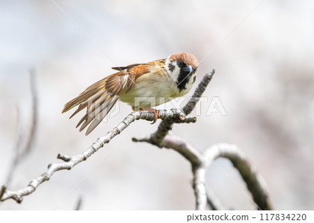 可愛的麻雀（雀形目家族）在美麗的吉野櫻花樹之間飛翔並偷蜜橫濱市鶴見區彌古一丁目公園 117834220