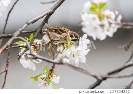 A cute sparrow (Passeridae) flies around and steals nectar between beautiful Somei-Yoshino cherry trees. Yako 1-chome Park, Tsurumi Ward, Yokohama City A cute sparrow (Passeridae) flies around and steals nectar between beautiful Somei-Yoshino cherry trees. Yako 1-chome Park, Tsurumi Ward, Yokohama City 117834222