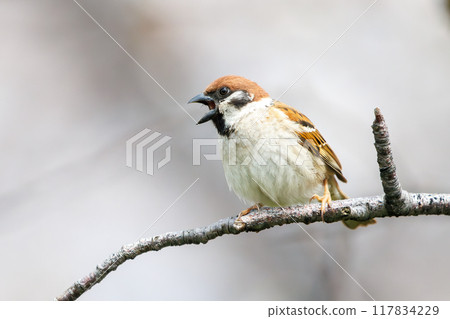A cute sparrow (Passeridae) flies around and steals nectar between beautiful Somei-Yoshino cherry trees. Yako 1-chome Park, Tsurumi Ward, Yokohama City 117834229