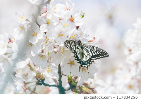 橫濱市鶴見區彌古一丁目公園美麗的吉野櫻花樹間，美麗的燕尾蝴蝶飛舞 117834250