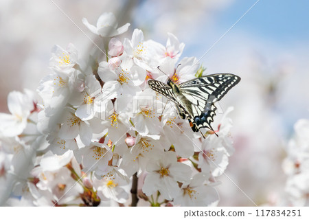 橫濱市鶴見區彌古一丁目公園美麗的吉野櫻花樹間，美麗的燕尾蝴蝶飛舞 117834251