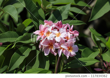 波照間島村裡盛開的粉紅雞蛋花 波照間島村裡盛開的粉紅雞蛋花 117834362