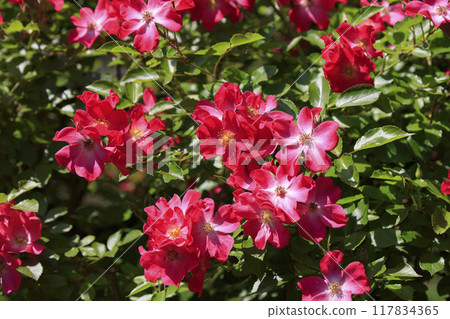 Landscape roses shining in the sunlight 117834365