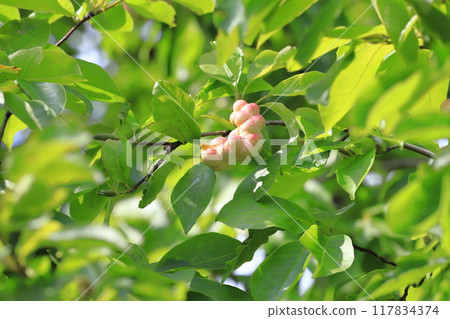 Colored magnolia kobus fruit Colored magnolia kobus fruit 117834374