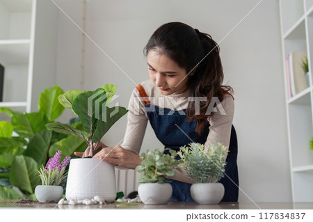 Woman Carefully Adjusting Plant in Pot. Indoor Gardening Precision Woman Carefully Adjusting Plant in Pot. Indoor Gardening Precision 117834837