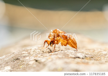 Cicadian shell Cicadian shell 117835185