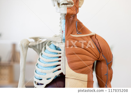 Half skeletal and muscular human anatomy model for medical study 117835208