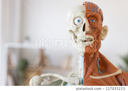 Human anatomical model showing muscles and skeleton Human anatomical model showing muscles and skeleton 117835213