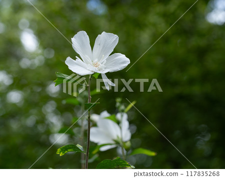 白祗園的莎朗守護者 117835268