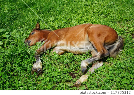 Pony foal lying down on the grass Pony foal lying down on the grass 117835312