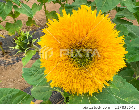 Blooming sunflower farm field, big bright yellow sunflower, agriculture concept harvest Blooming sunflower farm field, big bright yellow sunflower, agriculture concept harvest 117835543