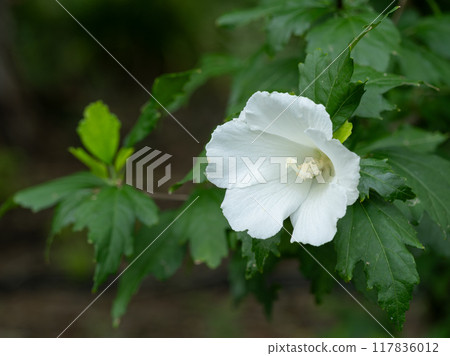 Pure white single-petaled large Rose of Sharon 117836012