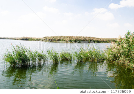 Al Karaana Lagoon for watching Migratory Birds in Qatar Al Karaana Lagoon for watching Migratory Birds in Qatar 117836099