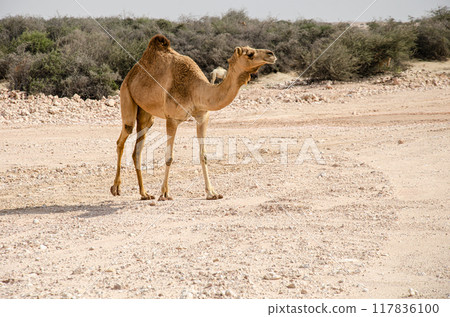 Camels in the desert Camels in the desert 117836100