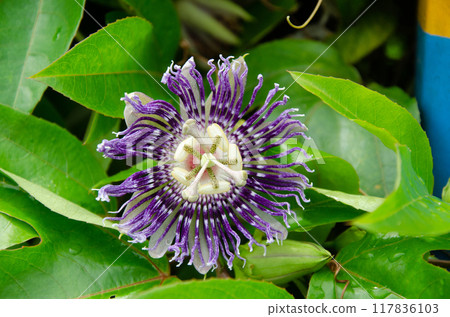 Passiflora Flower (Krishnakamal) Passiflora Flower (Krishnakamal) 117836103