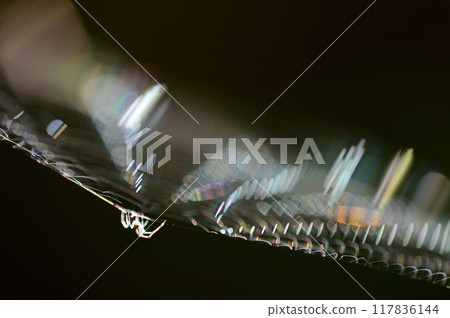 A close-up of a spider web shining iridescently in the morning sun A close-up of a spider web shining iridescently in the morning sun 117836144