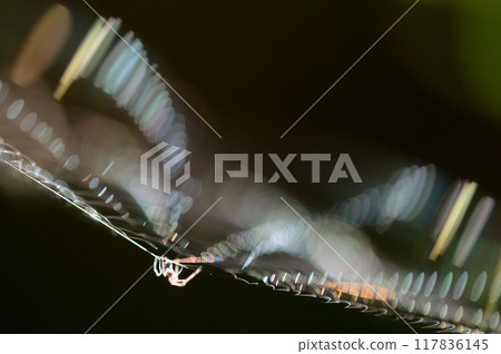 A close-up of a spider web shining iridescently in the morning sun A close-up of a spider web shining iridescently in the morning sun 117836145