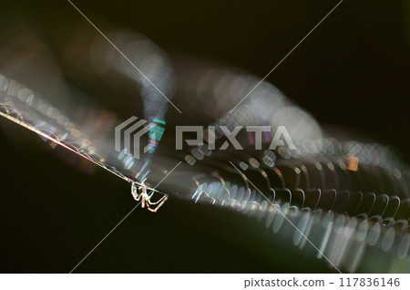 A close-up of a spider web shining iridescently in the morning sun A close-up of a spider web shining iridescently in the morning sun 117836146