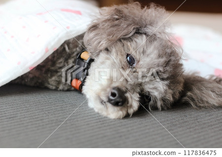 玩具貴賓犬躺著，老狗表情，眼睛有黏液 117836475